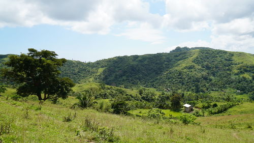Scenic view of trees on field against sky