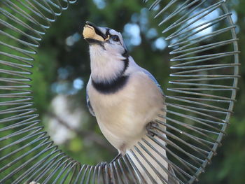 Closeup of a blue jay with a peanut