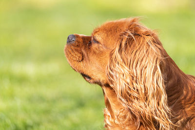 Close-up of a dog looking away