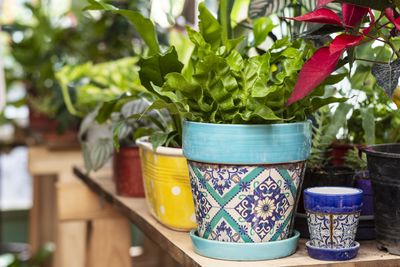 Close-up of potted plant on table