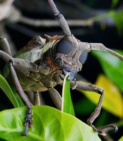 Close-up of insect on plant