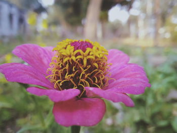 Close-up of pink flower