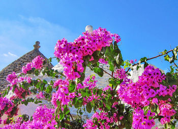 Low angle view of pink flowers blooming on tree against sky