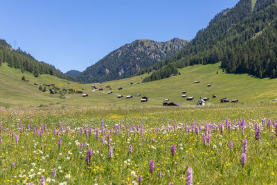 Scenic view of grassy field against sky