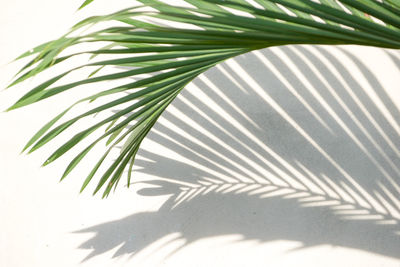 Close-up of palm leaf against wall