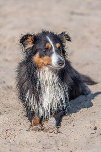 Portrait of dog on beach