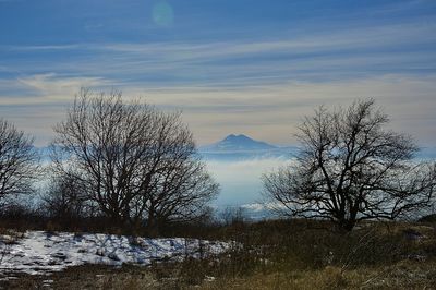 Bare trees on snowcapped mountain against sky