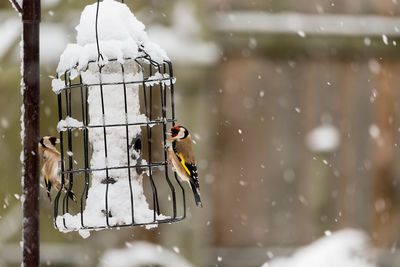 Close-up of bird perching on frozen feeder