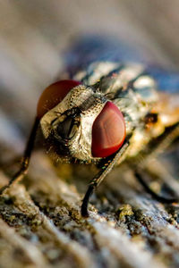 Close-up of fly