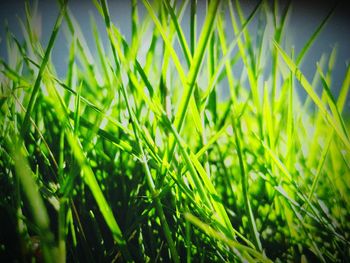 Full frame shot of fresh green plants