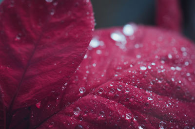Close-up of wet red leaves on rainy day