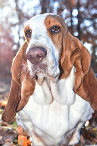 Close-up portrait of a dog