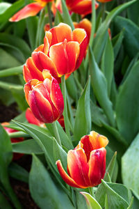 Close-up of red flowering plant