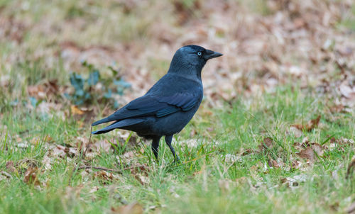 Close-up of bird perching on field