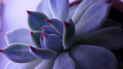 Full frame shot of flower