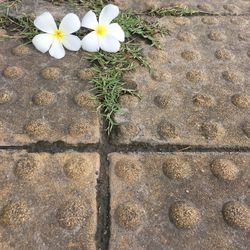 High angle view of white flowering plants on footpath