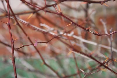 Close-up of a thorns