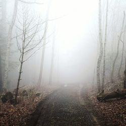 View of trees in foggy weather