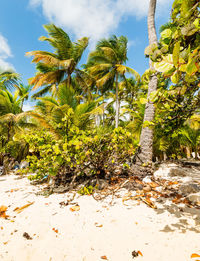 Palm trees on beach against sky