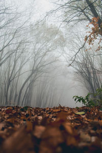 Surface level of dry leaves on bare trees in forest