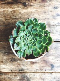 High angle view of green leaf on table