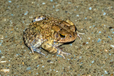 High angle view of frog on sand