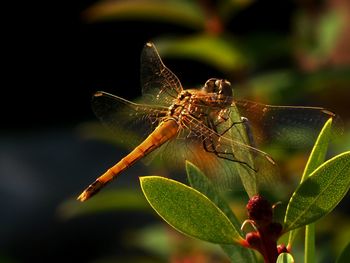 Close-up of insect on leaf