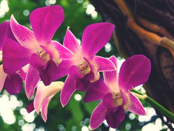 Close-up of pink flowers