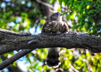 Low angle view of eagle perching on branch