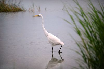 Close-up of heron on lake