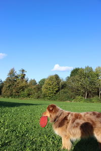 View of a cat on grassy field