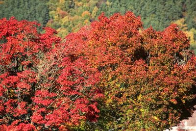 Close-up of red flowers growing on tree