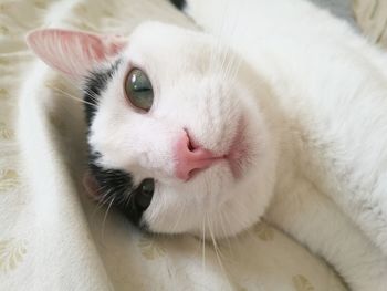 Close-up portrait of white cat