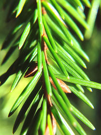 Close-up of green plant