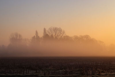 Bare trees on field against sky during sunset