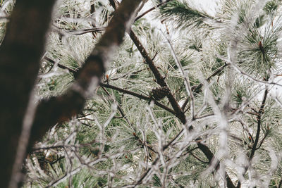Close-up of tree branch