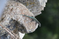 Close-up of lizard on rock