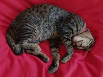 Close-up of a cat sleeping on bed