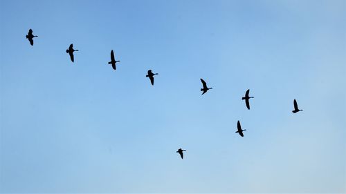 Low angle view of birds flying in sky