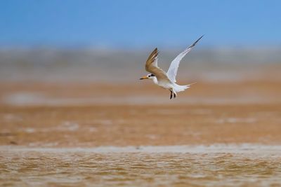 Seagulls flying in the sky