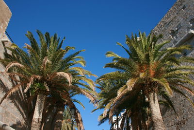 Low angle view of palm trees against clear blue sky