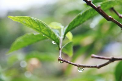 Close-up of wet plant