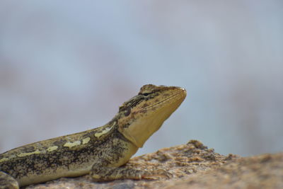 Close-up of lizard