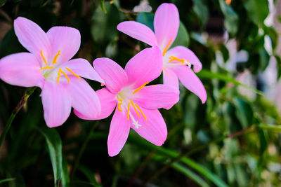 Close-up of pink flowering plant