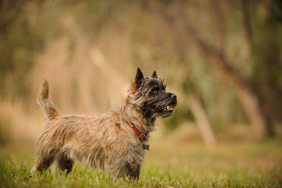 Puppy standing on field