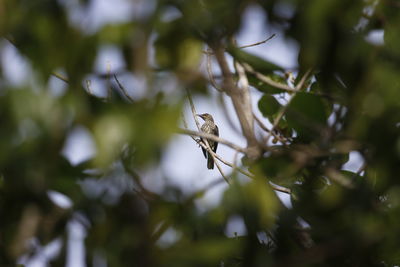 Low angle view of a bird on branch