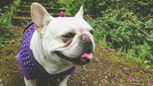 French bulldog in garden