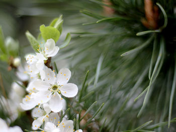 A branch of a cherry blossom on a spruce background in close-up for a background in spring