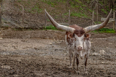 Portrait of bull on a field