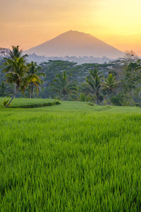 Scenic view of rice field against sky